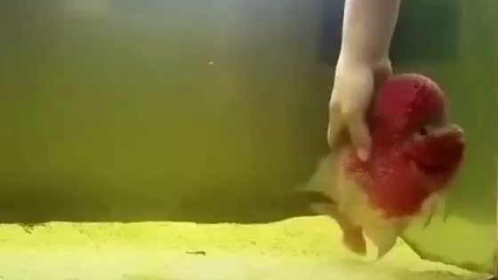 Like a dog, this fish likes to play with people.
