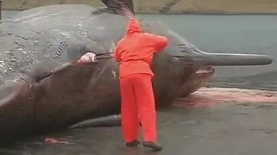 When workers open the whale's stomach, the explosion happened unexpectedly.