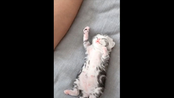  Cute little kitten, get up with Dad every day!