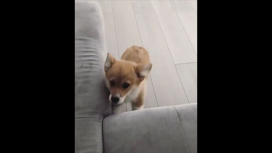  It’s really fun to insist on the little Corgi that wants to play on the sofa.