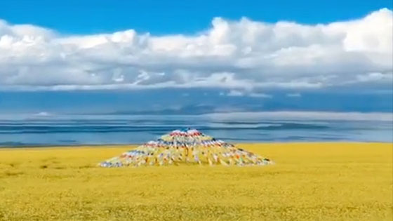  Beautiful scenery on Qinghai Lake, blue sky and white clouds, and dressed cows