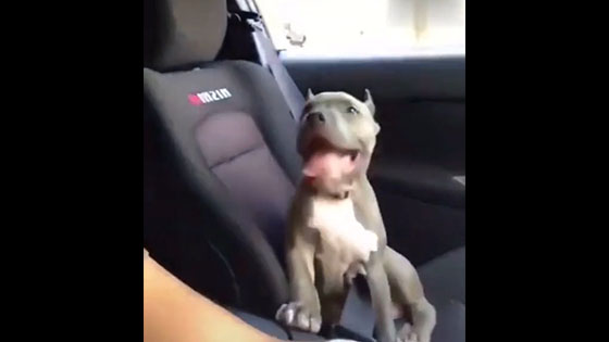  Like the first time you did a sports car? Ha ha, this dog is too funny!