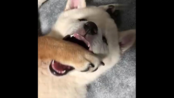 It’s so cute~~ Shiba’s brother was eaten by the Shiba Inu’s brother, and his face was so innocent 。