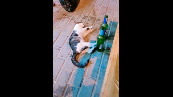 This cat seems to be drunk, not lying home on the road.