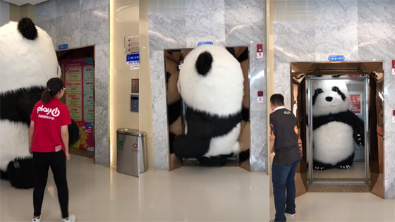 Have you ever seen such a huge panda?