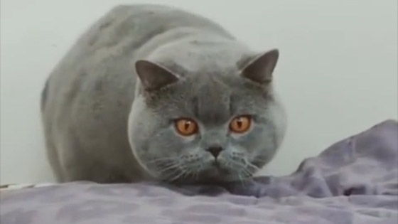 This British shorthair is very serious about toys.
