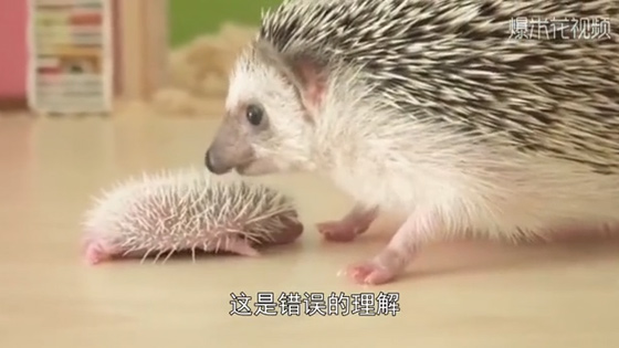 most common hedgehog pet is born like this. Have you seen it?