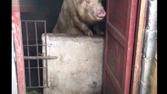 The pig saw that someone was filming it and made such an action.