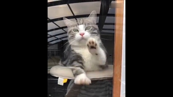 Ouch! This window cleaning cat is super special!!! Come on, come on!