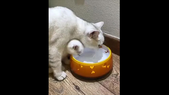 Little cat learns how to drink water with her mother.