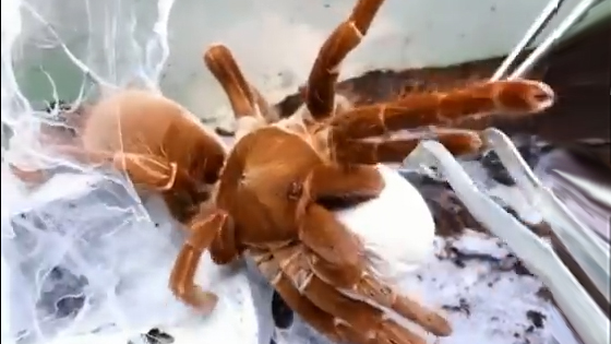 Have you ever seen spiders give birth to babies? This video is absolutely shocking.