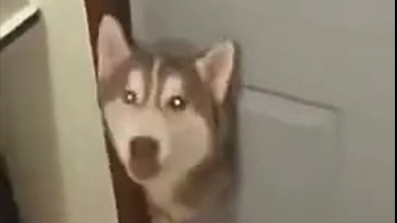  The owner came home to see husky greeting himself at the door, leaving tears in motion.