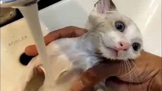  The cat was forced to bathe by the host, and the expression was very interesting.