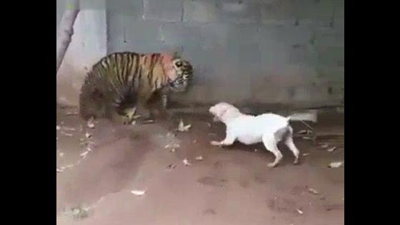 In the zoo's video, the tiger is terrified by the puppy, and the tiger backs away in fear
