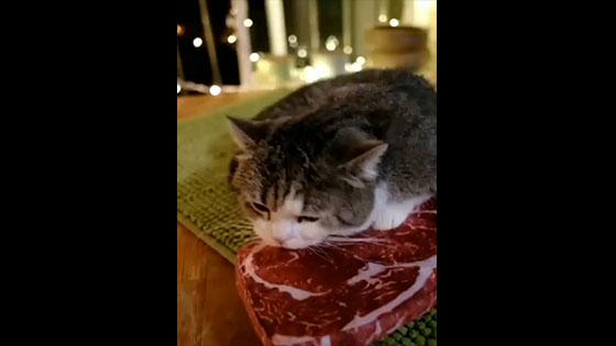  Cat: I saw the big steak for the first time and took a quick taste, otherwise it would be taken awa