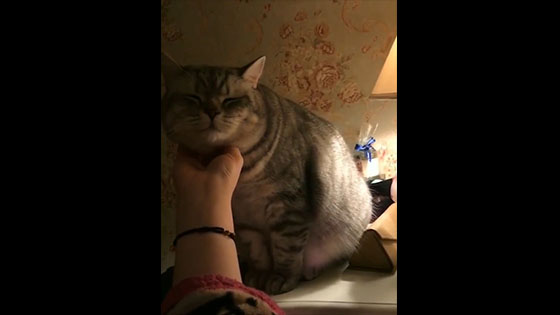 This cat is turned into a desk lamp every night and stretched out on your hand.