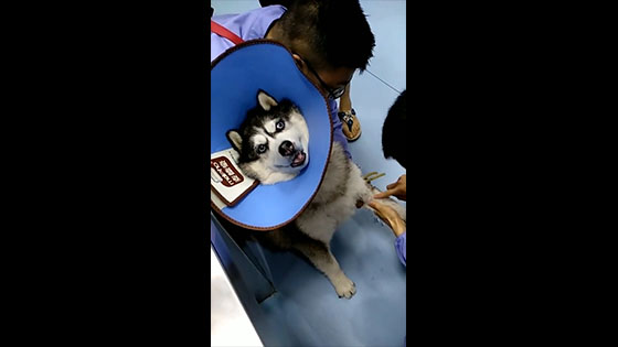 Husky: I am dying, don't give me an injection, it hurts!