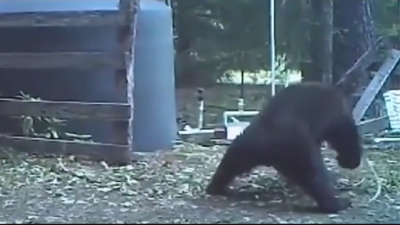 The black bear was biting a rope and there was an accident.