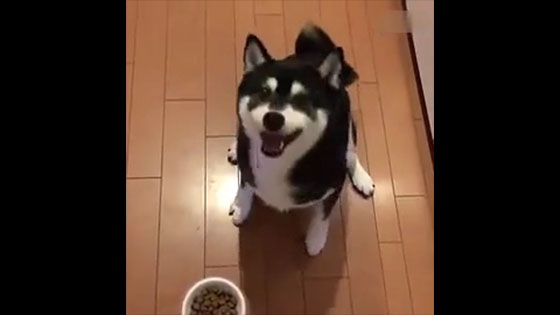  Shiba Inu: Why don't you say that I have a meal, so hungry, hurry up and have a meal! ! !