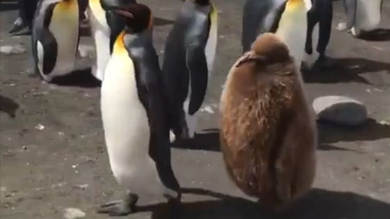 The little penguin still has no leg hair, and it is completely full-length like a moving kiwi.