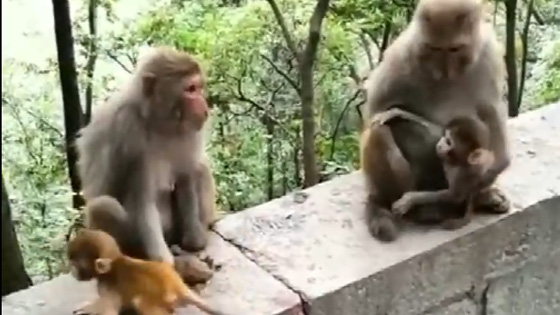 The little monkey was playing, and the big monkey slapped it with a slap.