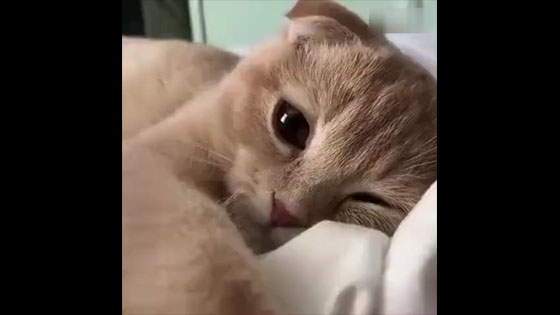 A cute cat is waiting for you when you wake up.
