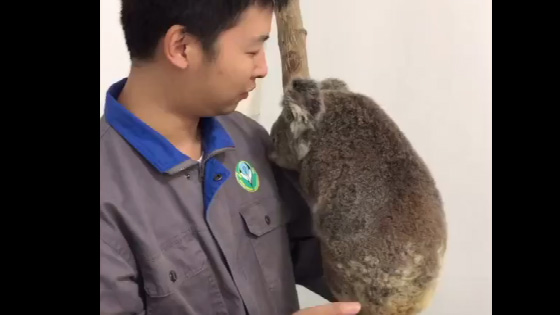 The brother of the keeper teaches you how to weigh koala.