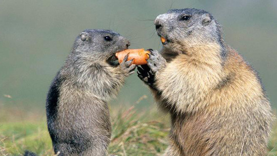 The lovely groundhog eats carrots. He must like it very much and enjoy it.