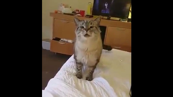A cat sneezes like a human being, so cute.