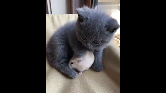 The feelings of the little hamster and the kitten are so good that the little hamster is not afraid 
