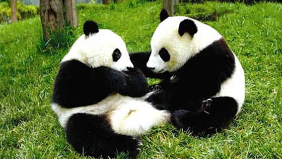 This little panda must not be her own baby,bamboo is obviously more important.