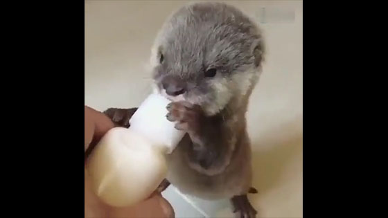 The otter's milk is really adorable. It can be said that it is very appetizing to drink.  