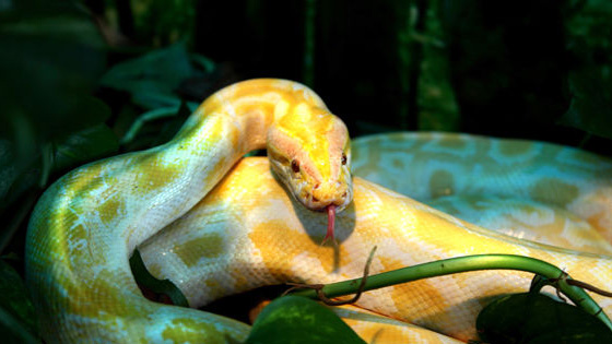 The zoo saw this golden python, especially lovely. What do you think?