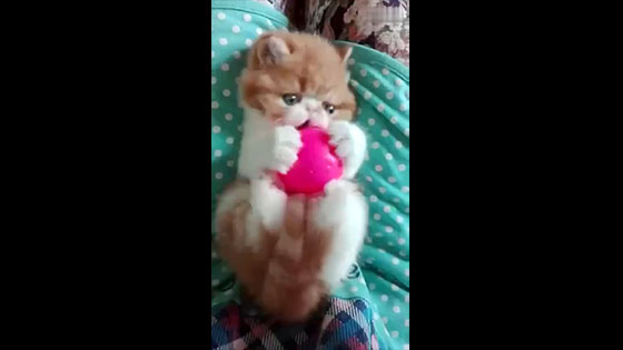 Little cat seems to like this pink ball ball very much.  