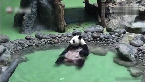 When the panda bathes, it will also lie in the bathtub like human beings and take the water to itsel