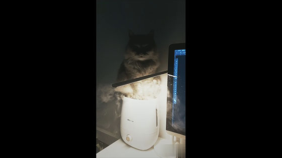 Every night, the cat stands quietly on its host's humidifier.