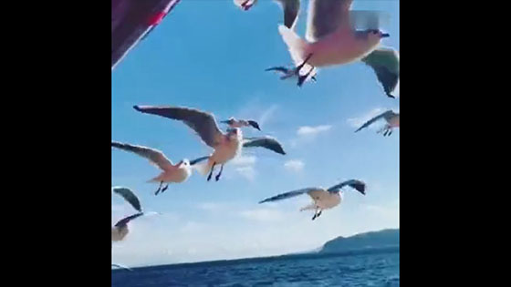 On a sunny day, you meet a group of seagulls and follow you slowly.