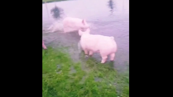 Four little pigs to bathe together,It's Funny life, funny video, pig fun, pig bathing videos
