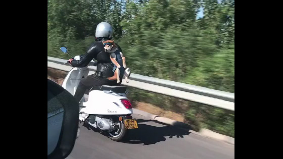 How to ride a motorcycle with your puppy, this person gave a demonstration.