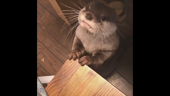 The sounds of otter are too cute! The owner will eat such a soft voice.