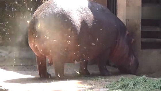 Have you ever seen the hippopotamus shitting?It is so disgusting.