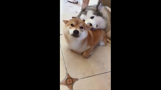 At home, Alaska and Shiba were in love, and the owner felt the crit.