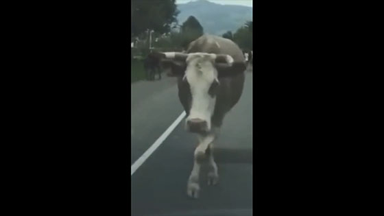 It's funny to see a huge cow walking in such a way.