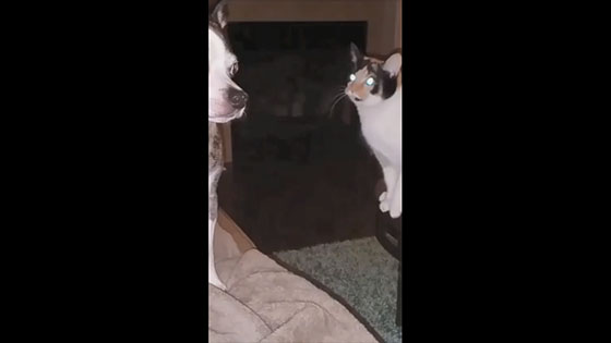 The cat tried to attack the dog while he was looking away, and suddenly turned around, embarrassing 