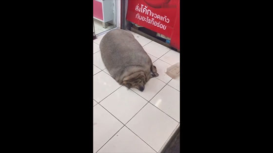 A netizen took a video in pet shop. Let's guess what it is.
