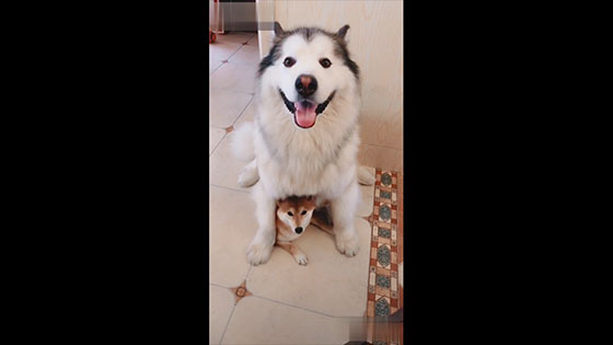 The relationship between dogs and wood dogs is really good. Big dogs always protect shiba