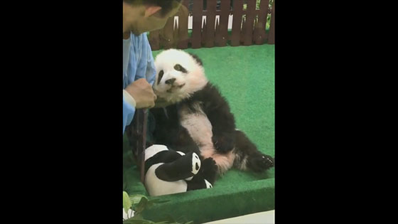 Raising a panda is like playing a child, playing with it and giving it toys.