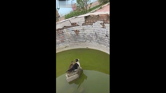  Two cats were trapped in the rocks in the middle of the lake, but they did not give up.