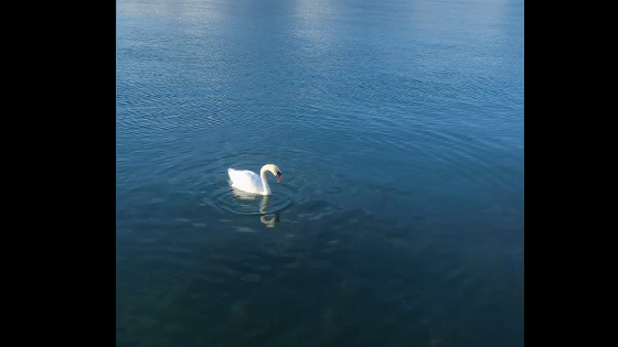 Very beautiful scenery, a swan breaking the calm.