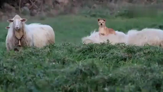 The shepherd dog sat very quietly on the sheep, shouting at his master.  